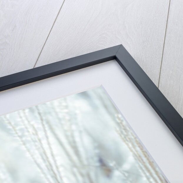 Japanese Silver Grass by Assaf Frank